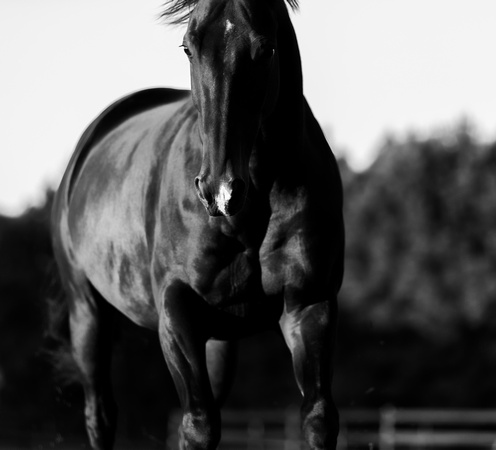 Teri_Horses-0473