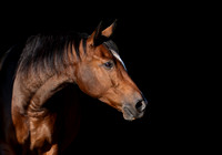 Teri_Horses-0959-Edit