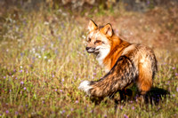 Meadow Fox