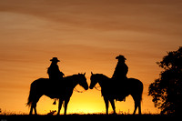 Ranch Horses Cattle Cowboys