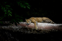 Midday Nap - Jaguar
