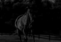 Teri_Horses-0432-Edit