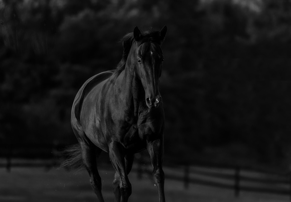 Teri_Horses-0432-Edit